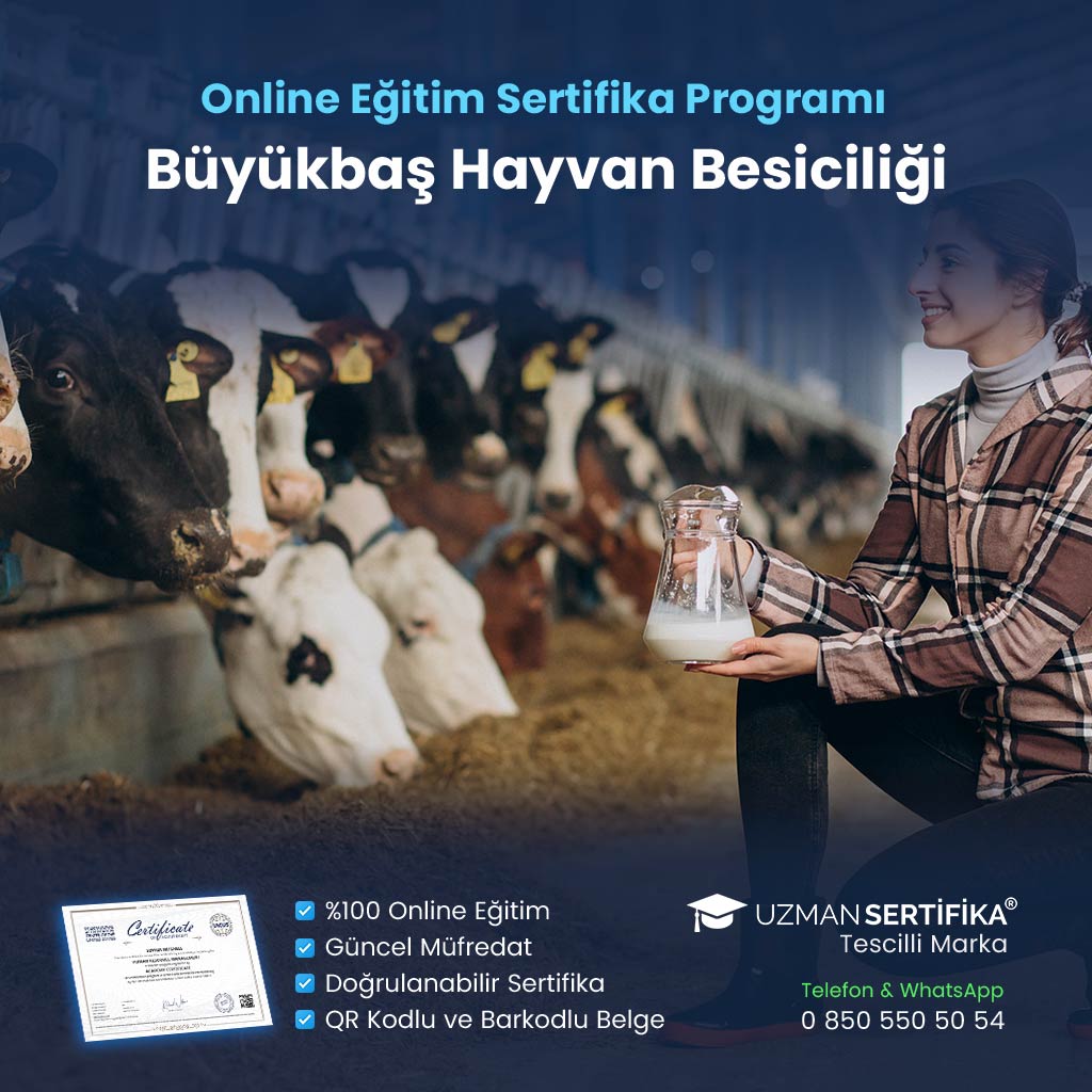 Büyükbaş Hayvan Besiciliği Eğitimi Sertifika Programı