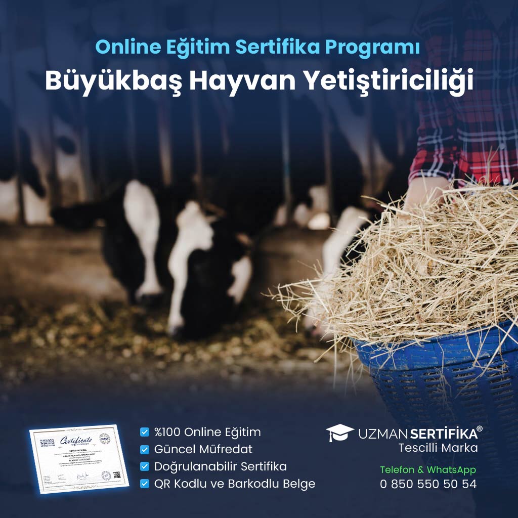 Büyükbaş Hayvan Yetiştiriciliği Eğitimi Sertifika Programı
