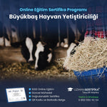 Büyükbaş Hayvan Yetiştiriciliği Eğitimi Sertifika Programı