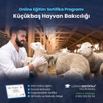 Küçükbaş Hayvan Bakıcılığı Eğitimi Sertifika Programı