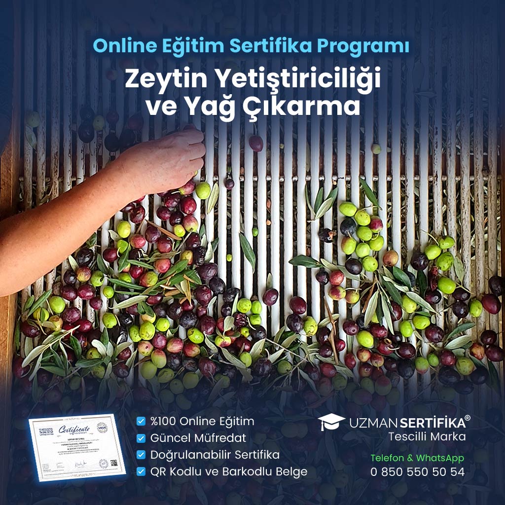 Zeytin Yetiştiriciliği ve Yağ Çıkarma Eğitimi Sertifika Programı