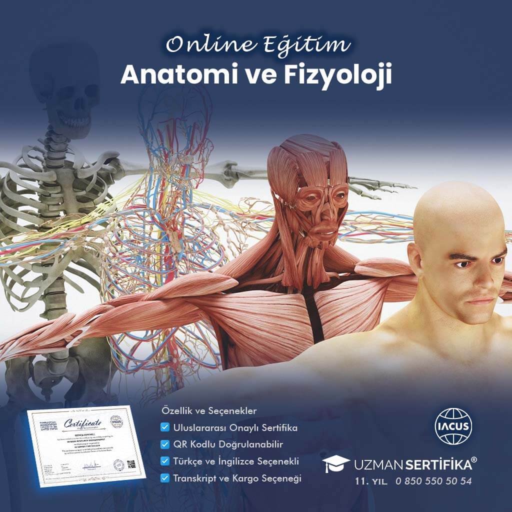 Anatomi ve Fizyoloji Eğitimi Sertifika Programı