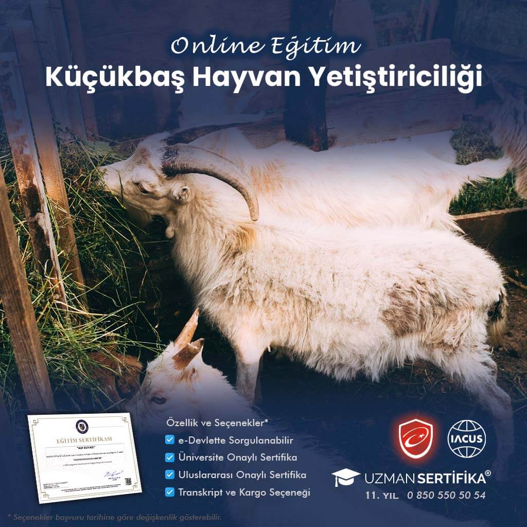 Küçükbaş Hayvan Yetiştiriciliği Eğitimi Sertifika Programı
