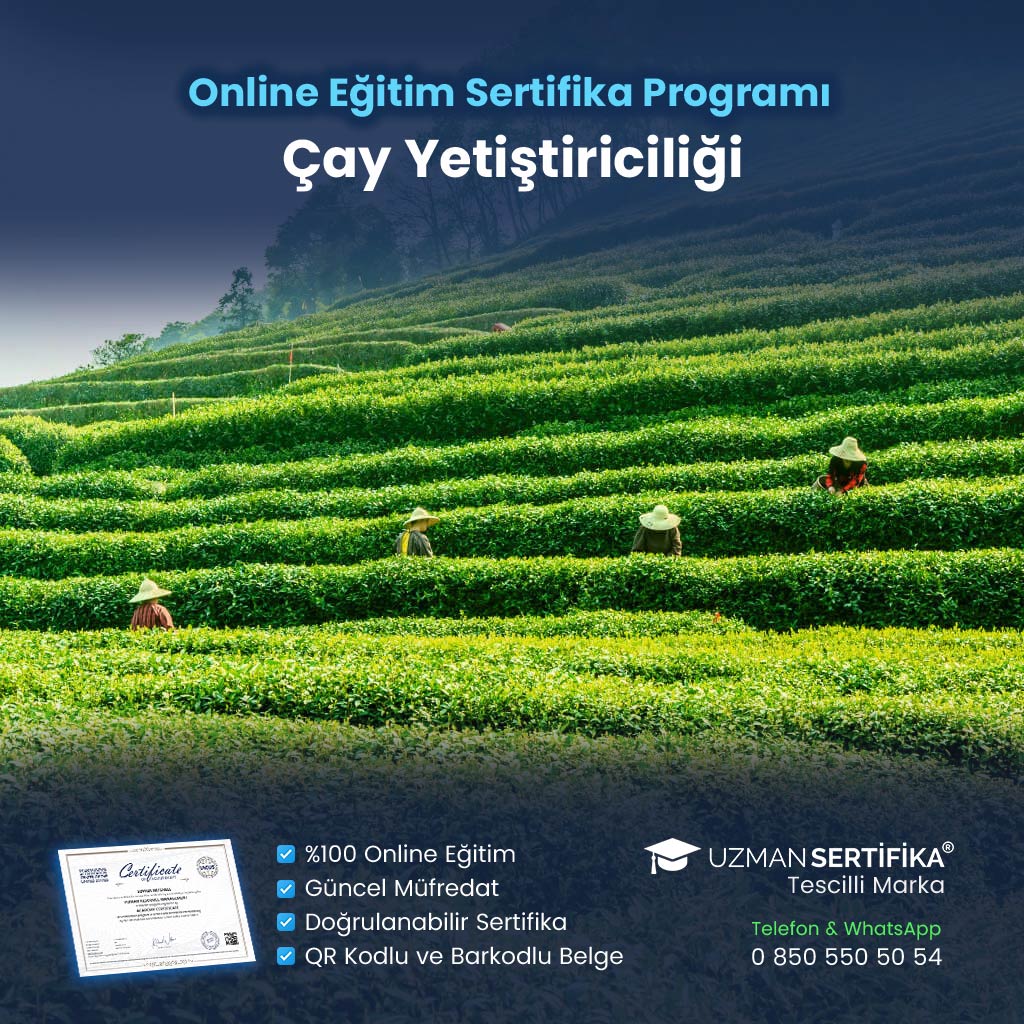 Çay Yetiştiriciliği Eğitimi Sertifika Programı