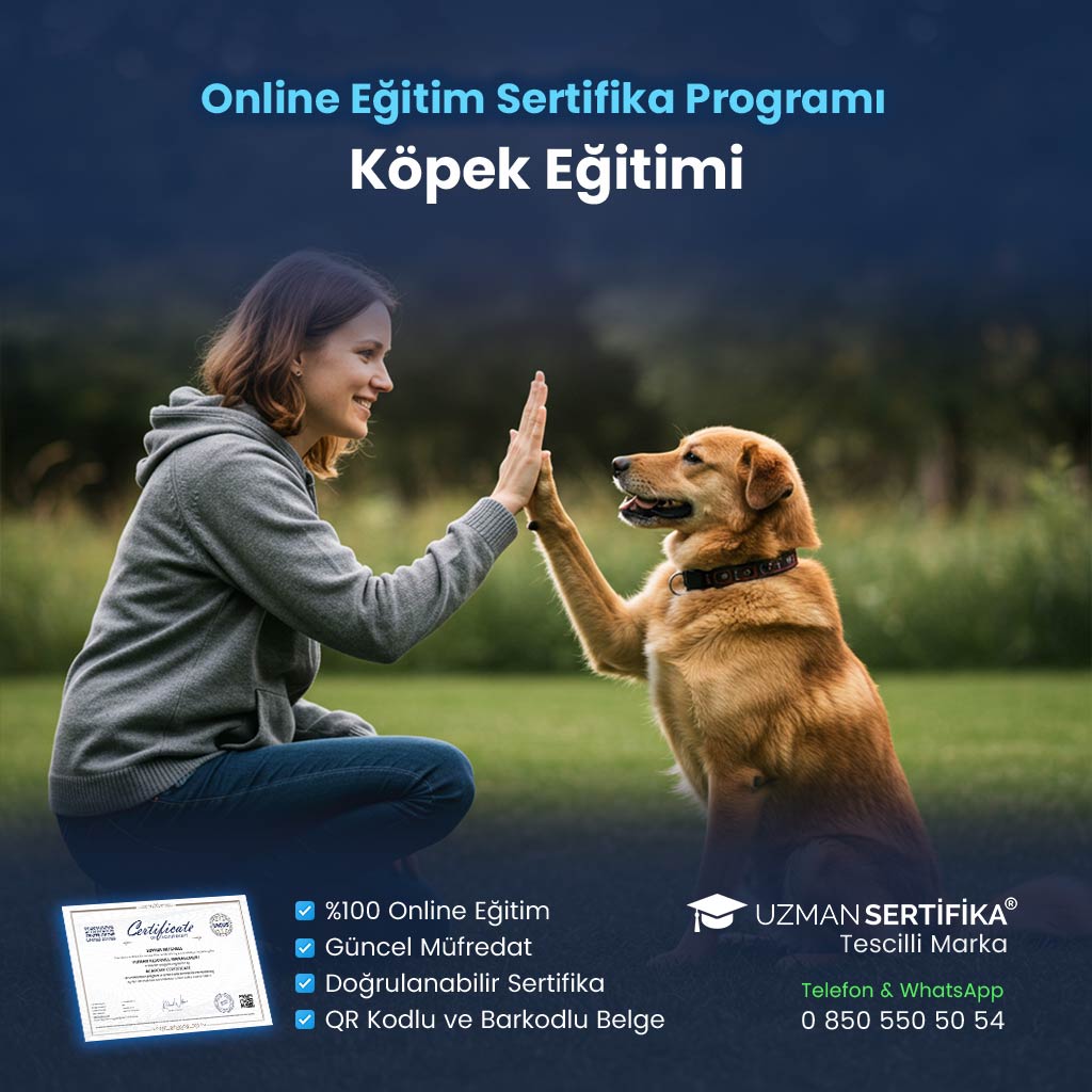 Köpek Eğitimi Sertifika Programı