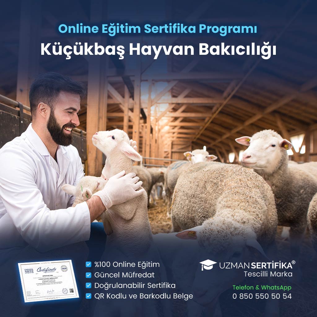 Küçükbaş Hayvan Bakıcılığı Eğitimi Sertifika Programı