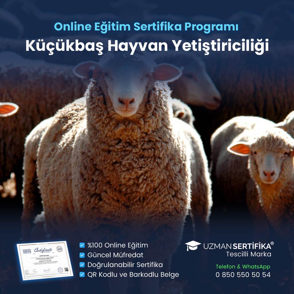 Küçükbaş Hayvan Yetiştiriciliği Eğitimi Sertifika Programı