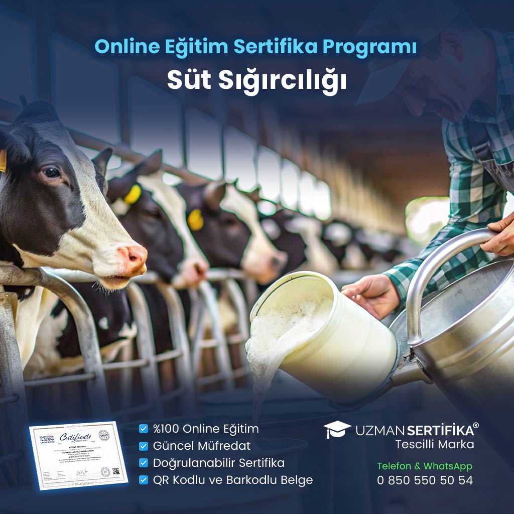 Süt Sığırcılığı Eğitimi Sertifika Programı